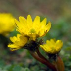 1月1日 福寿草