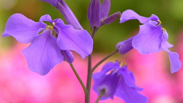 2月15日の誕生花 ムラサキハナナ 紫花菜