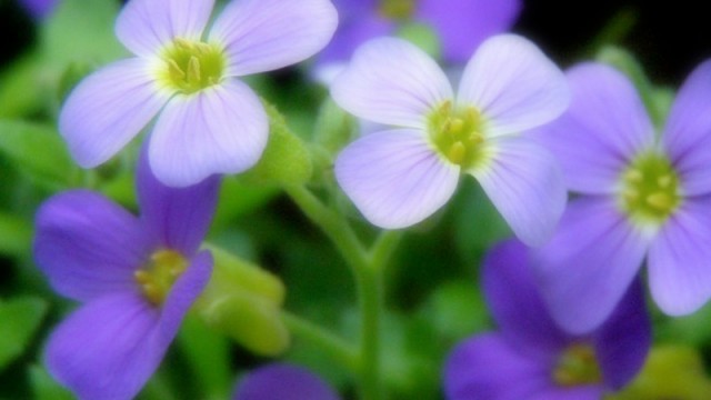 2月5日の誕生花 オーブリエチア 紫薺 ムラサキナズナ