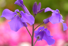 2月15日の誕生花 ムラサキハナナ（紫花菜）