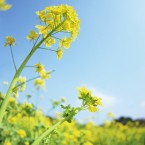 2月6日菜の花