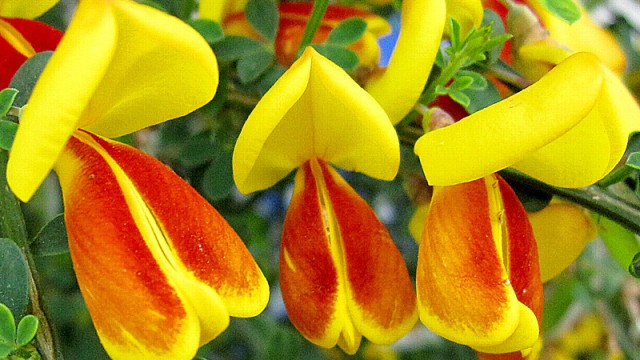 3月30日の誕生花 エニシダ(金雀枝)